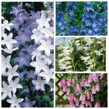 Колокольчик Сувенир смесь