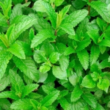 Мята Морозко