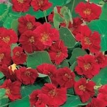 Настурция Бриллиант