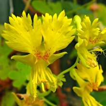 Настурция Канарская лиана (иноземная)