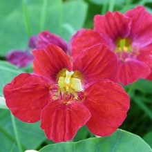 Настурция Капуцин