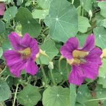 Настурция Пурпурная Империя