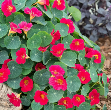 Настурция Бейби роуз