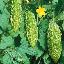 Момордика Нефрит F1