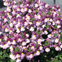 Немезия Pretty Please Rose Bicolour (большой пакет)