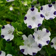 Немофила Барбара пятнистая