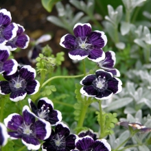 Немофила Темная вуаль