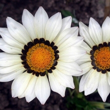 Газания (гацания) Нью Дей белая F1