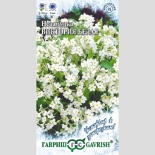 Незабудка Виктория белая альпийская