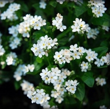 Незабудка Виктория белая альпийская