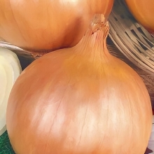 Лук Ни Слезинки репчатый