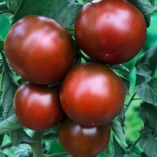 Томат Ниагус