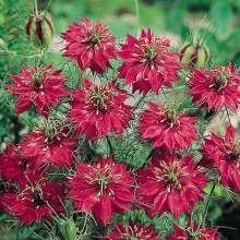 Нигелла Красные жемчужины дамасская