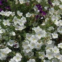 Нирембергия Белая мантия