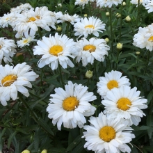 Нивяник Белые лебеди