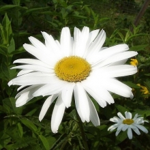 Нивяник Тет-а-тет (крупноцветковый)