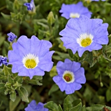 Нолана Синяя птица