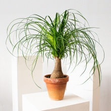 Бокарнея Бутылочное дерево (Нолина)