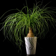 Бокарнея (Нолина)