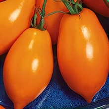 Томат Носики-курносики