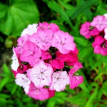 Гвоздика турецкая Новерна клоун F1