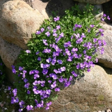 Обриета Синий Каскад гибридная