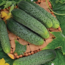 Огурец Обские изумруды F1