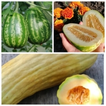 Огурдыня Эксклюзивное Трио (3 сорта х 3 шт.) (большой пакет)