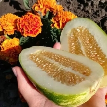 Огурдыня Конфетная (большой пакет)