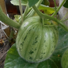 Огурдыня Нектарин (мандурия)