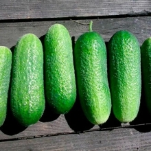 Огурец Адам F1 (Бейо)