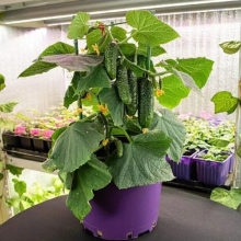 Огурец Домашний Удалец F1