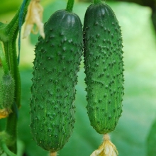 Огурец Баргузинский соболек F1