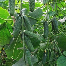 Огурец Ароматный букет F1