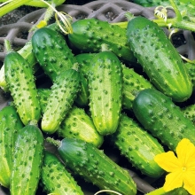 Огурец Астерикс F1