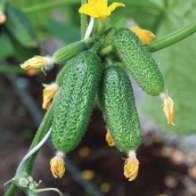 Огурец Атос F1