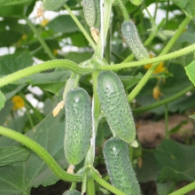 Огурец Барабулька F1