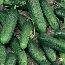 Огурец Бастион F1