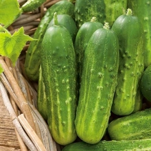Огурец Байконур F1