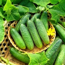 Огурец Быстренок F1