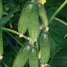 Огурец Детки на ветке F1