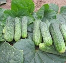 Огурец Джастина F1 (большой пакет)