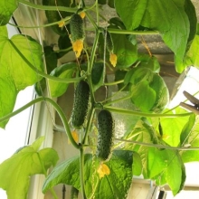 Огурец Домашнее чудо F1 (для балконов и кашпо)