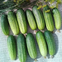 Огурец Гномик F1