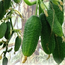 Огурец Карельские Шишки F1