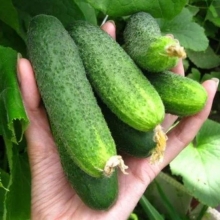 Огурец Хрустишка F1