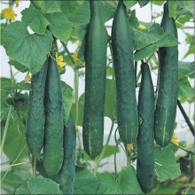 Огурец Киото Кинг F1