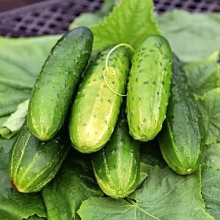 Огурец Конкурент