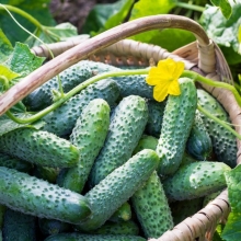 Огурец Ля-Мурр F1