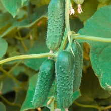 Огурец Маша F1